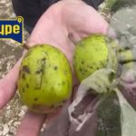 KRUŠKE IZ HALIDOVE BAŠTE KOJE JE JEO PRED SMRT!