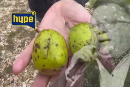 KRUŠKE IZ HALIDOVE BAŠTE KOJE JE JEO PRED SMRT!