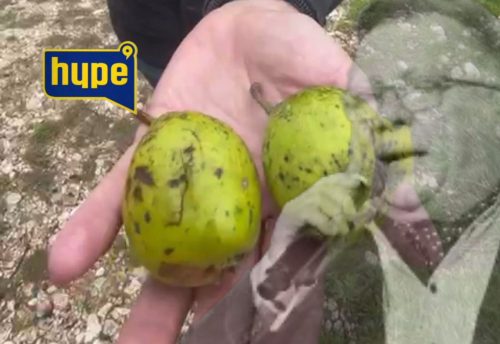 KRUŠKE IZ HALIDOVE BAŠTE KOJE JE JEO PRED SMRT!