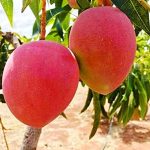 Voće koje košta 1750 eura!