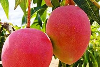 Voće koje košta 1750 eura!