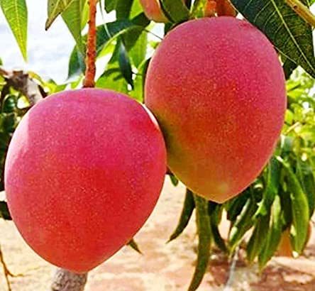 Voće koje košta 1750 eura!