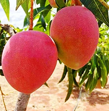 Voće koje košta 1750 eura!