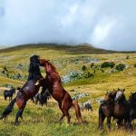 Otpočeo proces zaštite planine Krug kod Livna, staništa divljih konja!