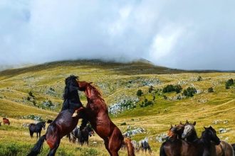 Otpočeo proces zaštite planine Krug kod Livna, staništa divljih konja!