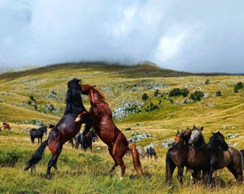 Otpočeo proces zaštite planine Krug kod Livna, staništa divljih konja!