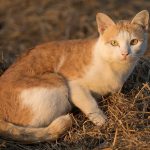 Mačke mogu provesti polovinu svog budnog vremena uređujući se!