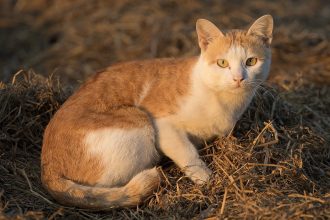 Mačke mogu provesti polovinu svog budnog vremena uređujući se!