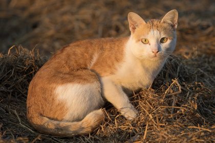 Mačke mogu provesti polovinu svog budnog vremena uređujući se!