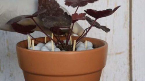 Genijalan trik sa šibicama YOUTUBE / BALCONY GARDEN WEB