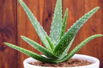 Prašina vam se nakuplja u domu?