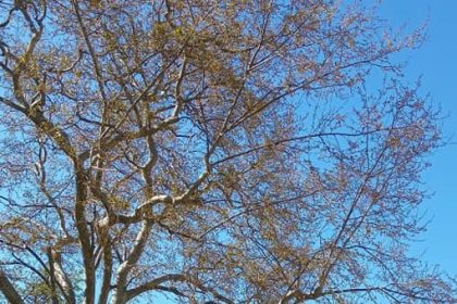 Naglo zatopljenje krajem februara širom Evrope!