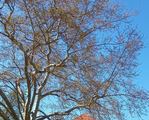 Naglo zatopljenje krajem februara širom Evrope!