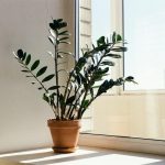 Biljka sreće i novca