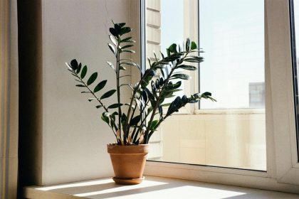 Biljka sreće i novca