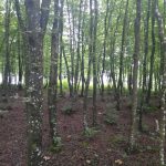 Stiže nam proljeće