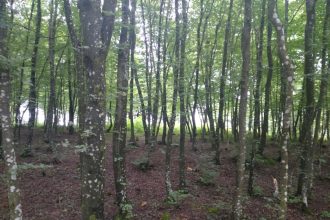 Stiže nam proljeće