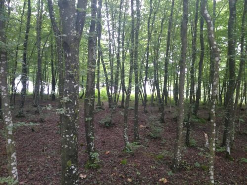 Stiže nam proljeće