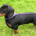 Pas za emocionalnu podršku također anksiozan?!