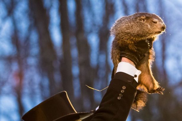 Čuveni mrmot Punxsutawney Phil izašao iz jazbine i ugledao svoju sjenu!