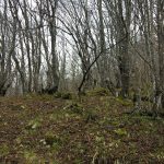 Vremenska prognoza do subote