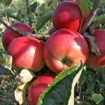 Navike koje će vam pomoći da smršate bez gladovanja!