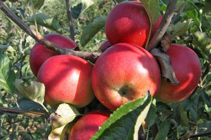 Navike koje će vam pomoći da smršate bez gladovanja!