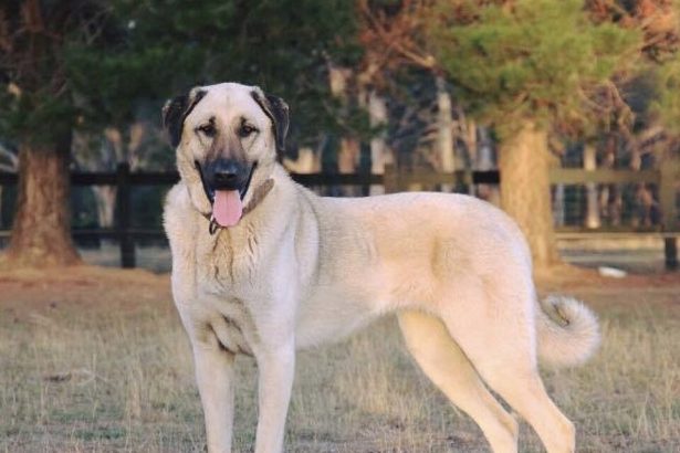 Pas kangal rastrgao muškarca u selu kod Kaknja!