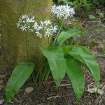 Ova biljka je izuzetno vrijedna!