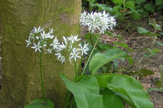 Ova biljka je izuzetno vrijedna!