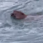 Dabar bezbrižno plivao u Vrbasu!