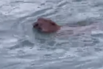 Dabar bezbrižno plivao u Vrbasu!