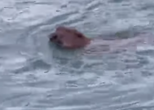 Dabar bezbrižno plivao u Vrbasu!