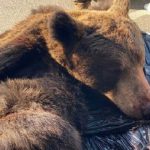 Carinski službenici u šoku