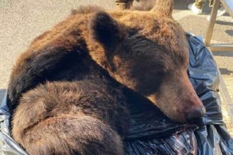 Carinski službenici u šoku