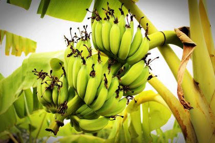 Nutricionisti otkrivaju: Boja govori sve o banani!