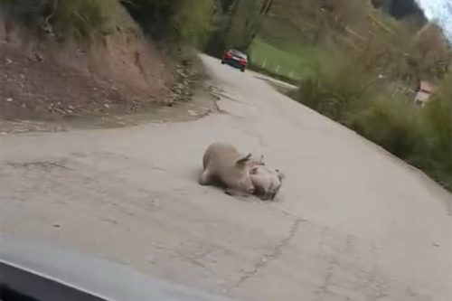 Foto: Printscreen/Facebook 