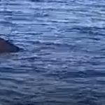 Morska neman u Jadranu!