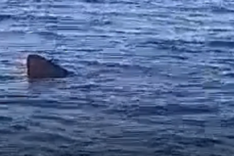 Morska neman u Jadranu!