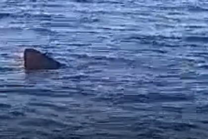 Morska neman u Jadranu!