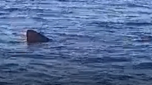 Morska neman u Jadranu! 