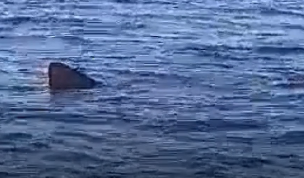 Morska neman u Jadranu!