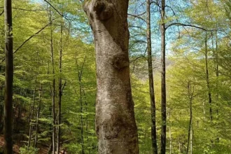 Počelo istraživanje: Da li se na području Skakavca krije prašuma?