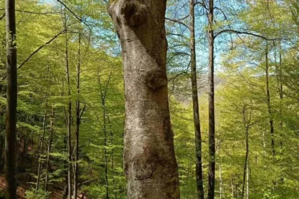 Počelo istraživanje: Da li se na području Skakavca krije prašuma?