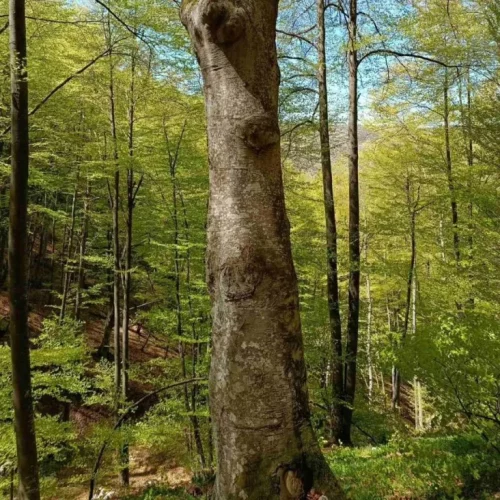 Počelo istraživanje: Da li se na području Skakavca krije prašuma?