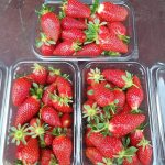 Prve bh. jagode i trešnje stigle na poznatu pijacu!