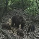 Hadžići: Medvjedica s mladuncima uočena pored ceste