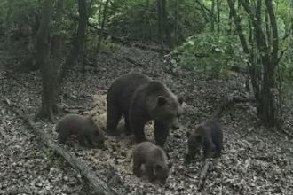 Hadžići: Medvjedica s mladuncima uočena pored ceste
