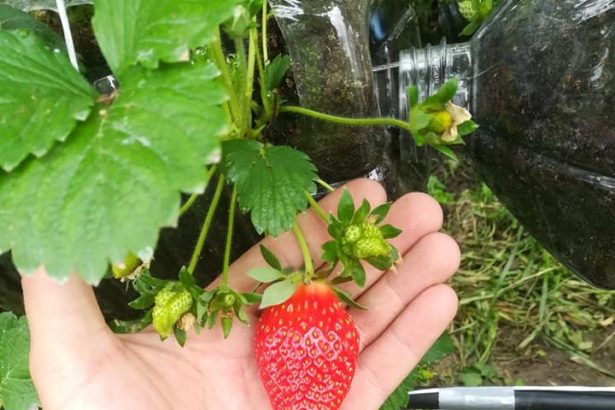 Jagode u roladi koja se topi u ustima!