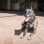 Policijski pas ugrizao - policajca!